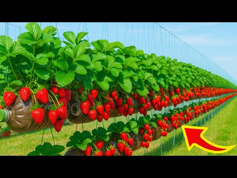 Видео: Сад из подвесных бутылок: мой секрет сладкой клубники