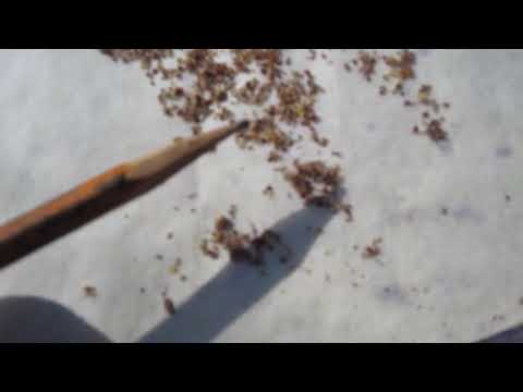 Видео: Резултата след третиране с етерични масла за акар 05.03.2023г.