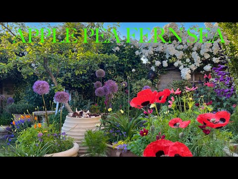 Видео: Наш небольшой садовый тур по великолепным летним цветам: красочные, стильные, ароматные, сказочны...