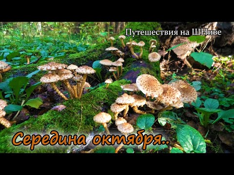 Видео: 11 октября. Опята, рядовки и чешуйчатка. Собираю и готовлю.