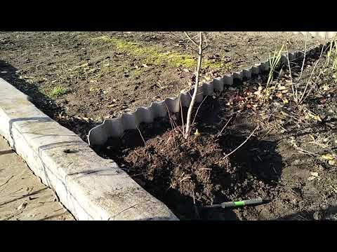 Видео: ПОКАЗУЮ ПОКРОКОВО ЯК Я РОЗВОЖУ АРОНІЮ(ЧОРНОПЛІДНУ ГОРОБИНУ) САМИЙ ПРОСТИЙ СПОСІБ "ШПІЛЬКАМИ" 