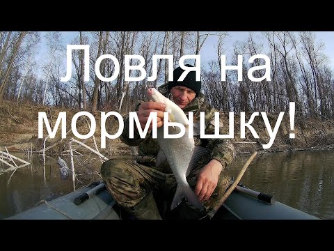 Видео: Закрытие сезона откладывается! Хлыст- кивок продолжает ловлю леща и не только... Обь поздней осенью.