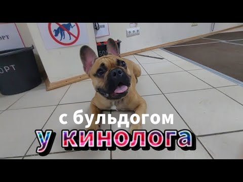 Видео: С бульдогом у кинолога