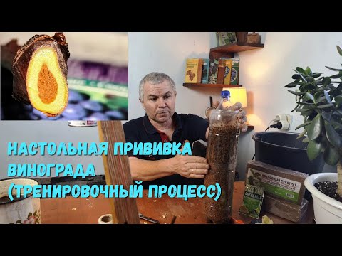 Видео: Настольная прививка винограда (тренировочный процесс)