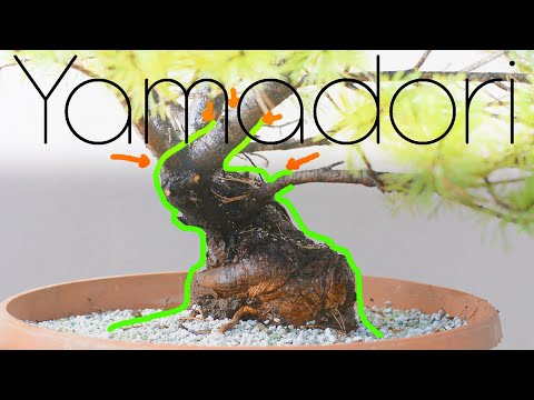 Видео: Сосна Ямадори Муго, выращенная из земли - Arkefthos Bonsai
