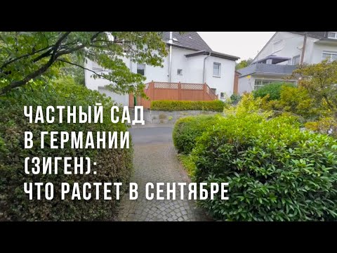 Видео: Что растёт в немецком саду осенью? 🌿 Удивительное клубничное дерево и не только!