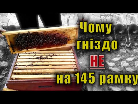 Видео: Відмовились від 145 гнізда