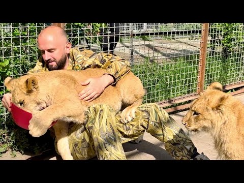 Видео: Сараби НАСТОЛЬКО ЛЮБИТ Дениса, что никому из львят даже не разрешает подойти!