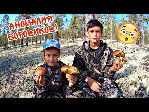 Видео: Море грибов ► НЕ ПО СЕЗОНУ!!!