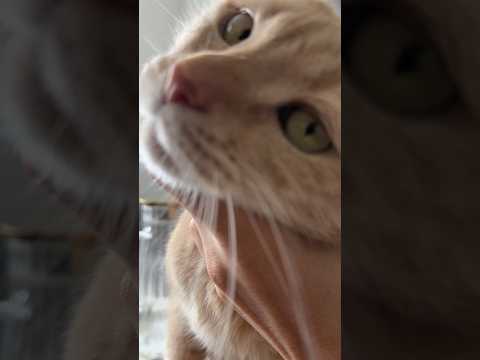 Видео: Руни охраняет булочки