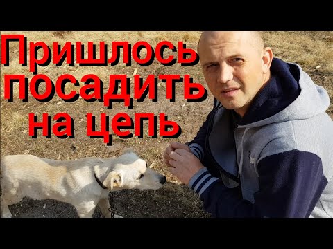 Видео: Берёзовый квас . Зачем нам бочки ? Почему Найда на цепи ? Новые старые стулья .