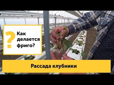 Видео: Клубника фриго. Как делается рассада? Сколько кг клубники с куста можно собрать?