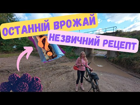 Видео: Останній Врожай та Незвичний Рецепт