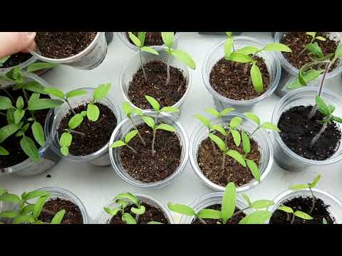 Видео: 11 марта 2024г.☀️ моя рассада 🍅🌶🌸 что и как взошло😊