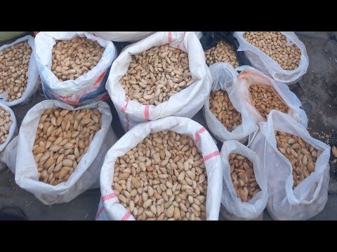 Видео: БОДОМ НАРХЛАРИ 