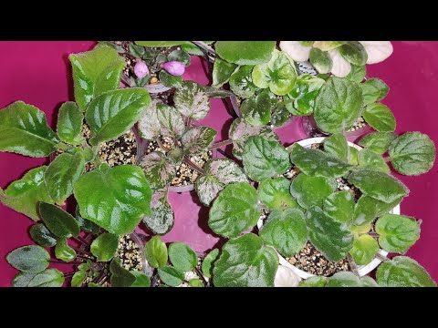 Видео: Фиалки с листика . Разные причины и варианты пересадок.