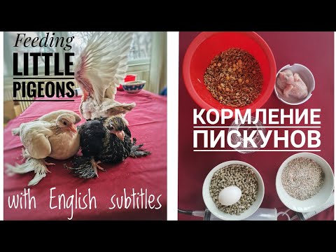 Видео: Бойные голуби. Кормление Пискунов. Feeding little pigeons, squabs.🕊️ with english subtitles. Tbilisi