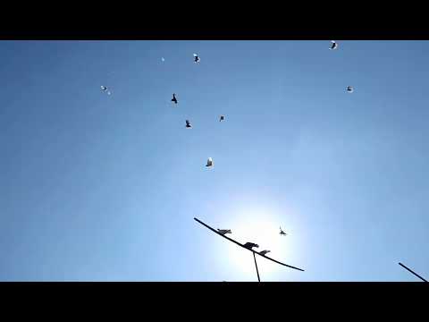 Видео: 7 сентября 2025 г.