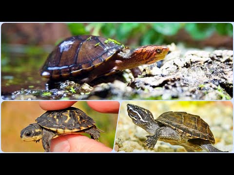 Видео: Мускусная черепаха Содержание в аквариуме