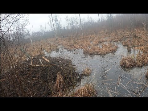 Видео: БОБРОВАЯ ХАТКА