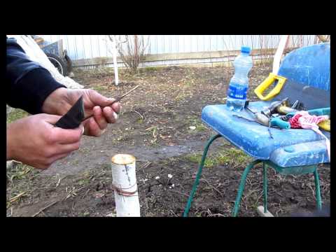 Видео: щеплення сливи