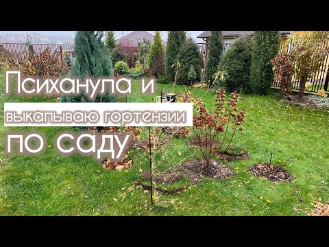 Видео: Делаю клумбу по новому. Собираю гортензии со всего сада.