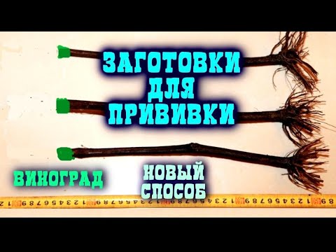 Видео: ПРОБЛЕМНЫЙ КЛИЕНТ, КАК МЫ ПРИВИВАЕМ САЖЕНЦЫ, НАШЕ ПРОИЗВОДСТВО, ЗАГОТОВКИ ДЛЯ ПРИВИВКИ