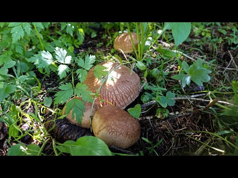 Видео: Грибной азарт. 🤩😜 Везу гостей на тихую охоту!