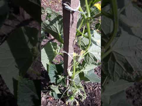 Видео: Корнишони Ира