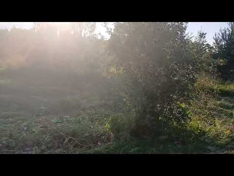 Видео: Новый путь ... Взяли землю в аренду . Что будет дальше ?