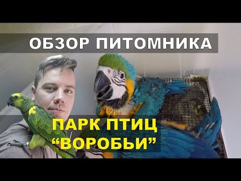 Видео: Обзор питомника попугаев Парк Птиц Воробьи.