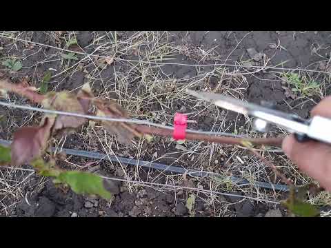 Видео: Пора открывать ежевику, как разложить по шпалере, нормировка руковами , что удалить на ежевике.