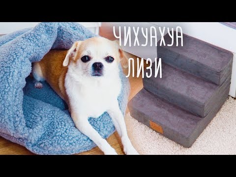 Видео: ПОКУПКИ ИЗ КИТАЯ ДЛЯ СОБАКИ🐶СМЕШНЫЕ ЖИВОТНЫЕ🐶 ЧИХУАХУА ЛИЗИ