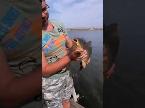 Видео: карп фишинг! #fishing #рыбалка