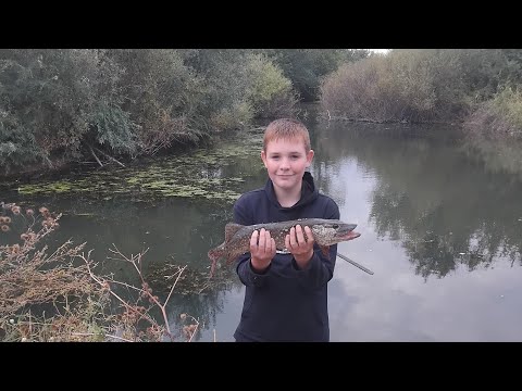 Видео: Живцовка на щуку 1,500 кг