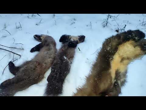 Видео: Открытие охоты на куницу. Ставим капканы и проверяем путик.