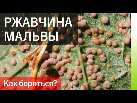 Видео: РЖАВЧИНА МАЛЬВЫ (ШТОКРОЗ). Как лечить?