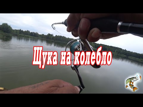 Видео: Колебло рулит  Блесна Kibs TAIFUN