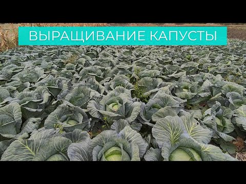 Видео: Выращивание капусты