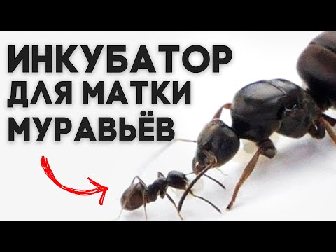 Видео: КАК СДЕЛАТЬ ИНКУБАТОР ДЛЯ МАТКИ МУРАВЬЁВ - первый дом вашей муравьиной королевы.