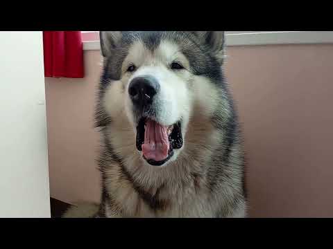 Видео: Зевать я хотел на твои разговоры 🤣 🐻🐾🐺❤️ #маламут аляскинский #собака 28.09.2025