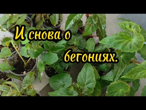 Видео: Черенки и маточники бегоний зимой,в каком состоянии.