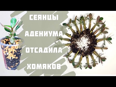 Видео: Адениум. Рассаживание сеянцев адениума