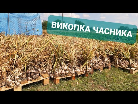 Видео: #часник Результат першого дня викопки. @VadymMisko