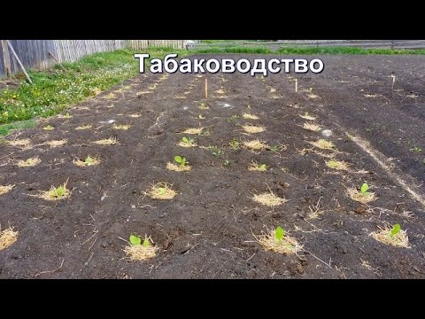 Видео: Новый способ высадки рассады Табака в открытый грунт.