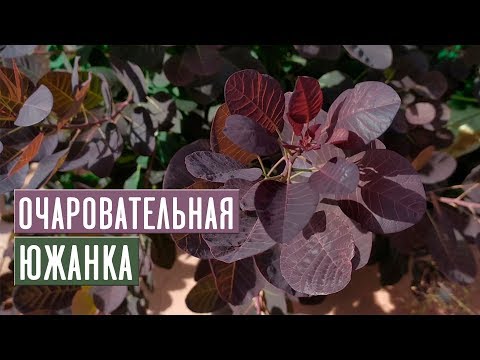 Видео: Скумпия в средней полосе 🌺 Переживет ли зиму? / Садовый гид