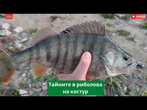 Видео: Тайните в риболова на есенно-зимни костури!