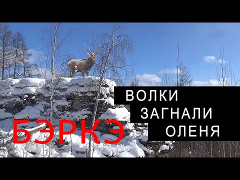 Видео: ВОЛЧЬЕ ЛОГОВО. ЗАДРАЛИ ОЛЕНЯ. СТАЯ.