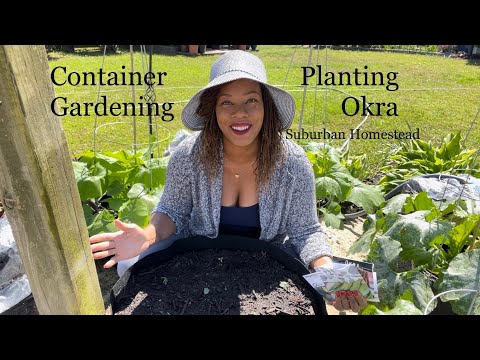 Видео: Высадка бамии в контейнерах. Садоводство на небольших участках в приусадебных участках. Садоводст...