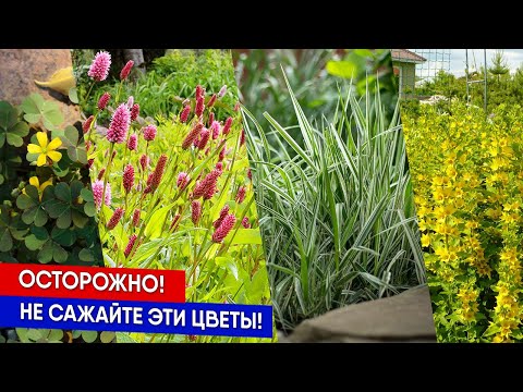 Видео: Осторожно!  Не сажайте эти цветы!